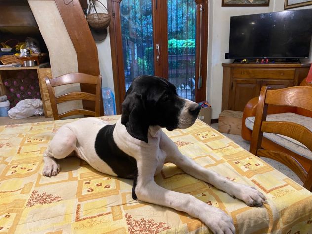 Pointer Inglese con Pedigree - Foto 4