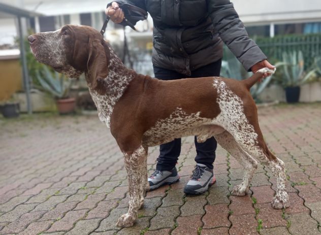 Bracco Italiano Stallone Roano-Marrone disponibile per monte - Foto 3