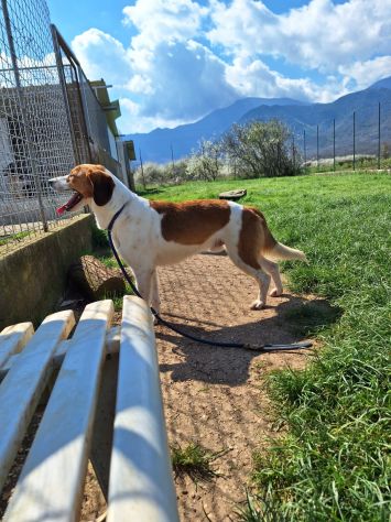 Zak -cagnolino dagli occhi magnetici- - Foto 3