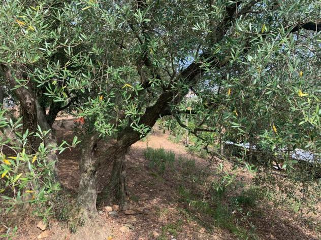 Terreno edificabile in vendita a Vado Ligure - Foto 17