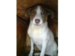 FILIPPA, morbidissima cagnolina