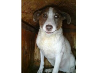 FILIPPA, morbidissima cagnolina