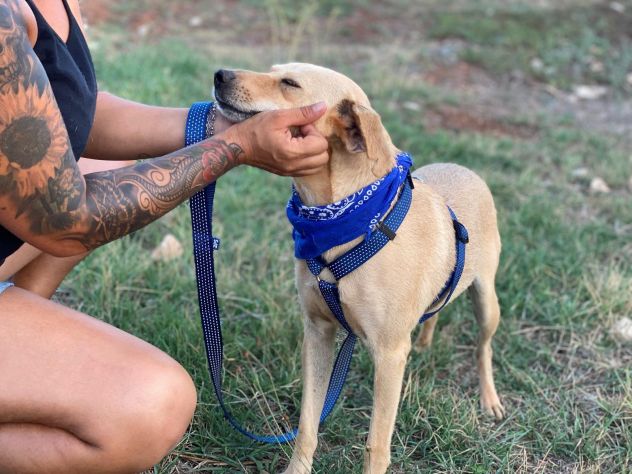 Zico il cagnolino che aspetta una famiglia - Foto 8