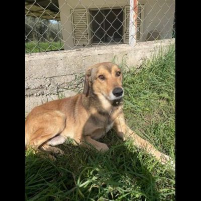 UGOLINO DOCILE, GLI PIACE FARSI COCCOLARE CAGNOLINO IN ADOZIONE - Foto 6