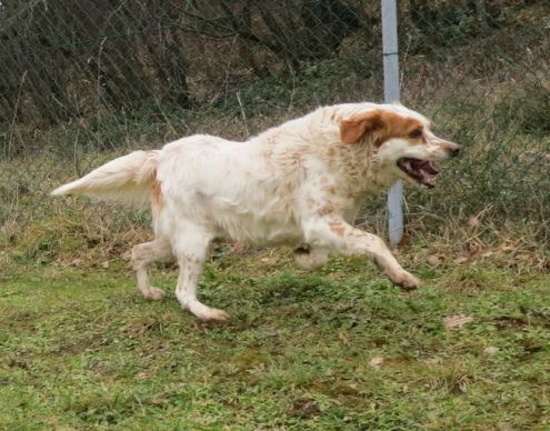 BOBI, mix setter - Foto 5