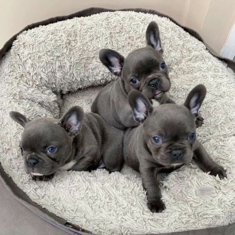 DISPONIBILI CUCCIOLI DI BULLDOG FRANCESE – BOULEDOGUE FRANÇAIS - Foto 2
