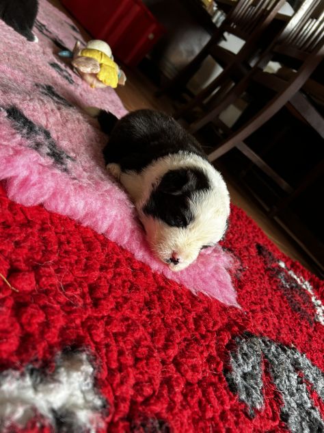 Cuccioli di Border Collie - Foto 3