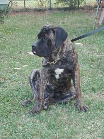 CESARE, favoloso cucciolone di Corso - Foto 2