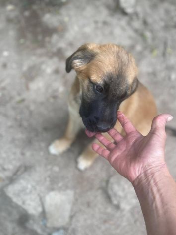Polpetta cucciola - Foto 2