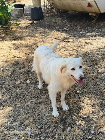 TOBIA E BIJOUX ❤️ - Foto 5