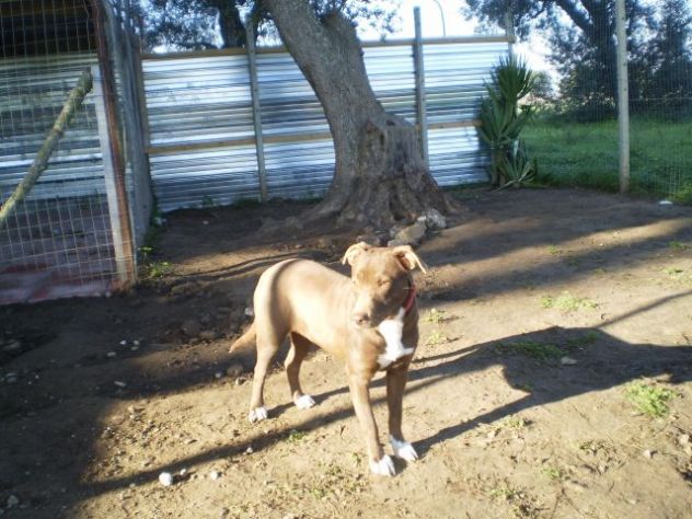 AKYTA, cucciolotta dolcissima - Foto 2