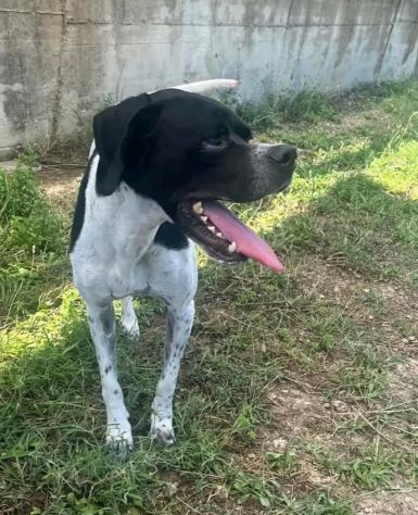 QUASAR POINTER AFFETTUOSO CANE IN ADOZIONE - Foto 2