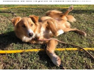 GAETANO mix border collie, meraviglioso amore, cagnolino in adozione