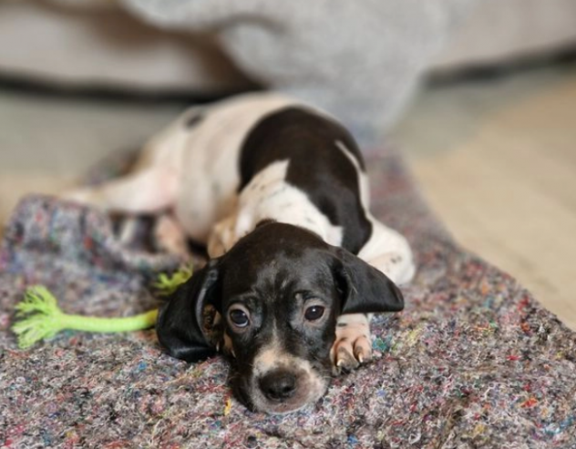Cuccioli pointer