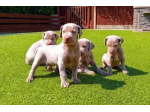 Splendidi cuccioli di Weimaraner