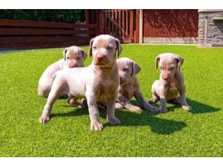 Splendidi cuccioli di Weimaraner