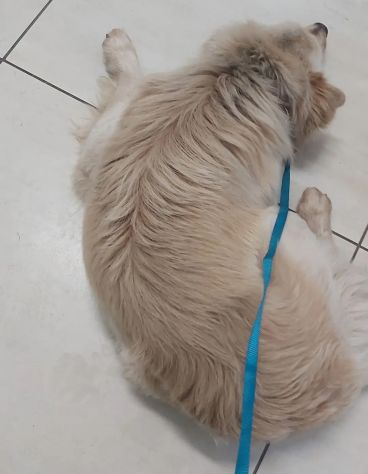 2anni kg12 maschietto sbattuto fuori casa.REGGIO CALABRIA - Foto 3