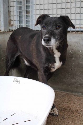 DIEGO 13 ANNI 15 KG IN CANILE DA 10 ANNI - Foto 3