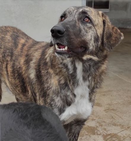 CANE IN ADOZIONE: TIAGO - Foto 8