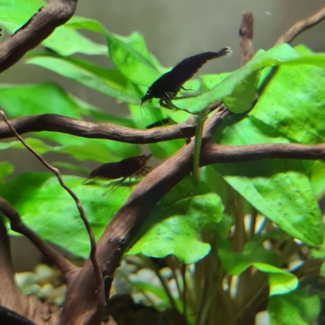 Neocaridine - gamberetti nani - Foto 4