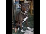 NERINO CAGNOLINO IN ADOZIONE