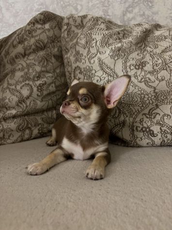 Chihuahua toy cioccolato - allevamento selezionato