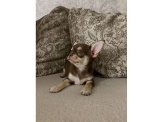 Chihuahua toy cioccolato - allevamento selezionato