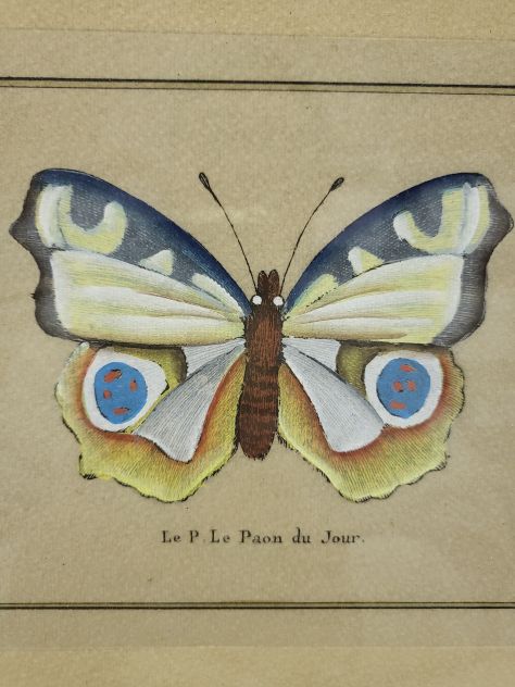 Farfalla - Foto 2