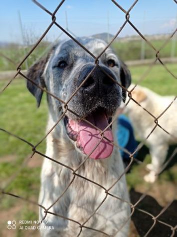 CUCCIOLONE IN ADOZIONE: JAGO - Foto 2