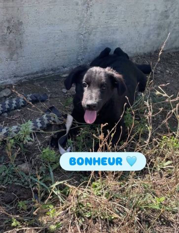 CHANCE E BONHEURE CUCCIOLI IN ADOZIONE - Foto 3