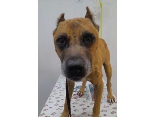 Pitbull ha vissuto fame e sofferenze..diamogli dignità! SUD