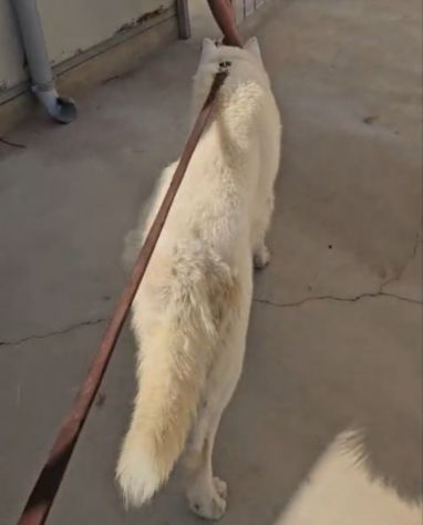 Zeus: giovane Siberian Husky socievole con tutti - Foto 4