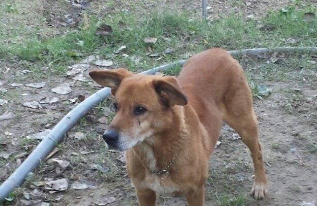 TABASCO, tenero cagnolino senior - Foto 4