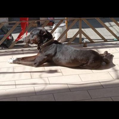 NERINO CAGNOLINO IN ADOZIONE - Foto 3