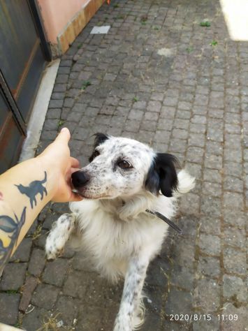 MACCHIA, cagnolino taglia piccola - Foto 3