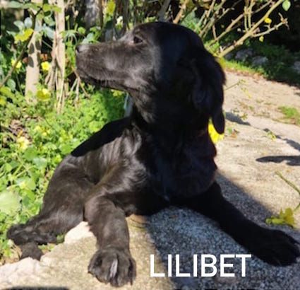 Lilibet simil setterina 12 kg taglia media piccola