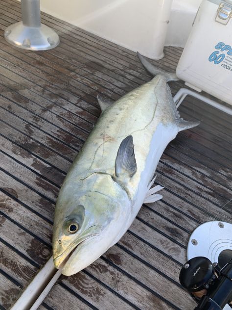 uscite di pesca in barca - charter di pesca liguria - Foto 5