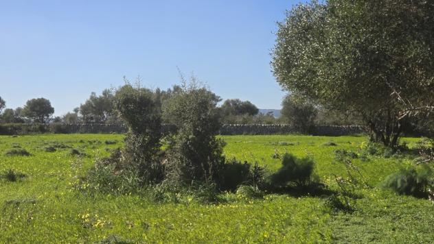 Agricolo in vendita a Siracusa - Foto 15