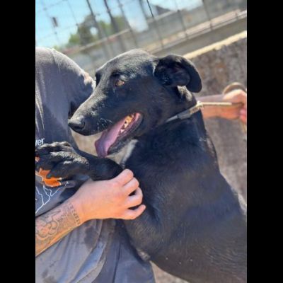 Aaron, amorevole e vitale, aspetta la sua occasione di libertà cane in adozione - Foto 2