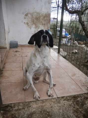 MAMBO, dolce pointer in cerca di casa - Foto 2