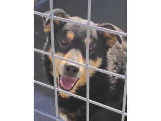 CANE IN ADOZIONE. L' ATTESA DI CAFFE'
