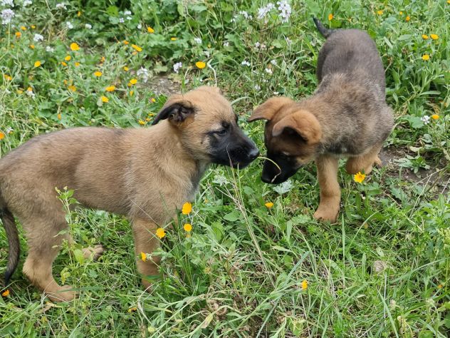Cuccioli Pastore Belga Malinois Taranto e province Bari Lecce Brindisi Foggia - Foto 3