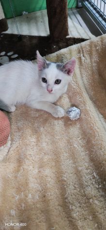 Cocco, dolce gattino cerca casa - Foto 3