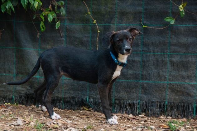 NINA E NINETTA, cucciole da adottare - Foto 5