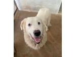 OMAR ADORABILE CANE IN ADOZIONE
