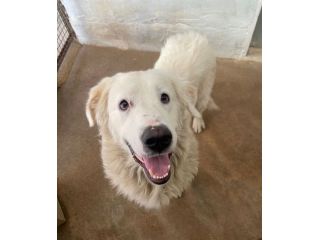 OMAR ADORABILE CANE IN ADOZIONE