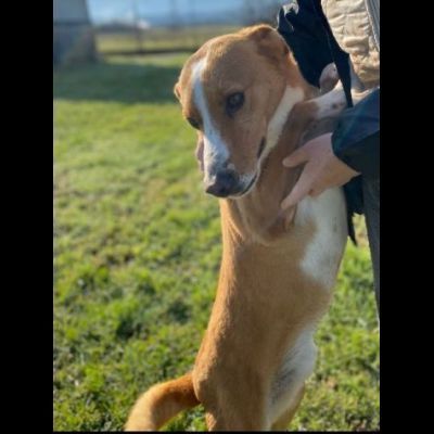 DOLCI GIOVIALI CAGNOLINI IN ADOZIONE - Foto 4