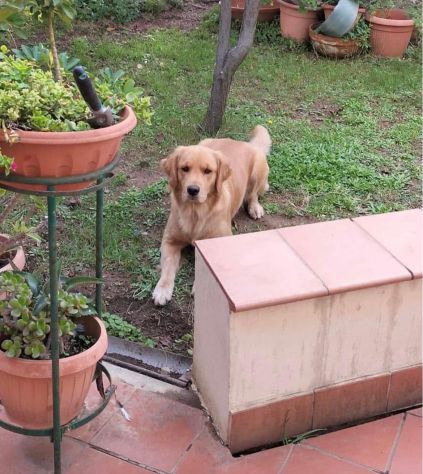Golden Retriever Americano con Pedigree - Foto 3