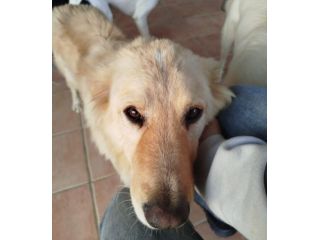 Master