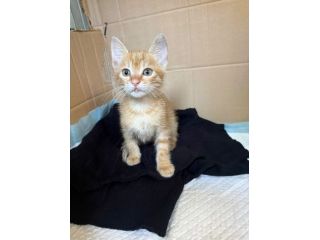 KUMAL - gattino di 2 mesi